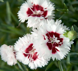 Scent First Coconut Surprise Dianthus 爱游戏体育官网网页版登录